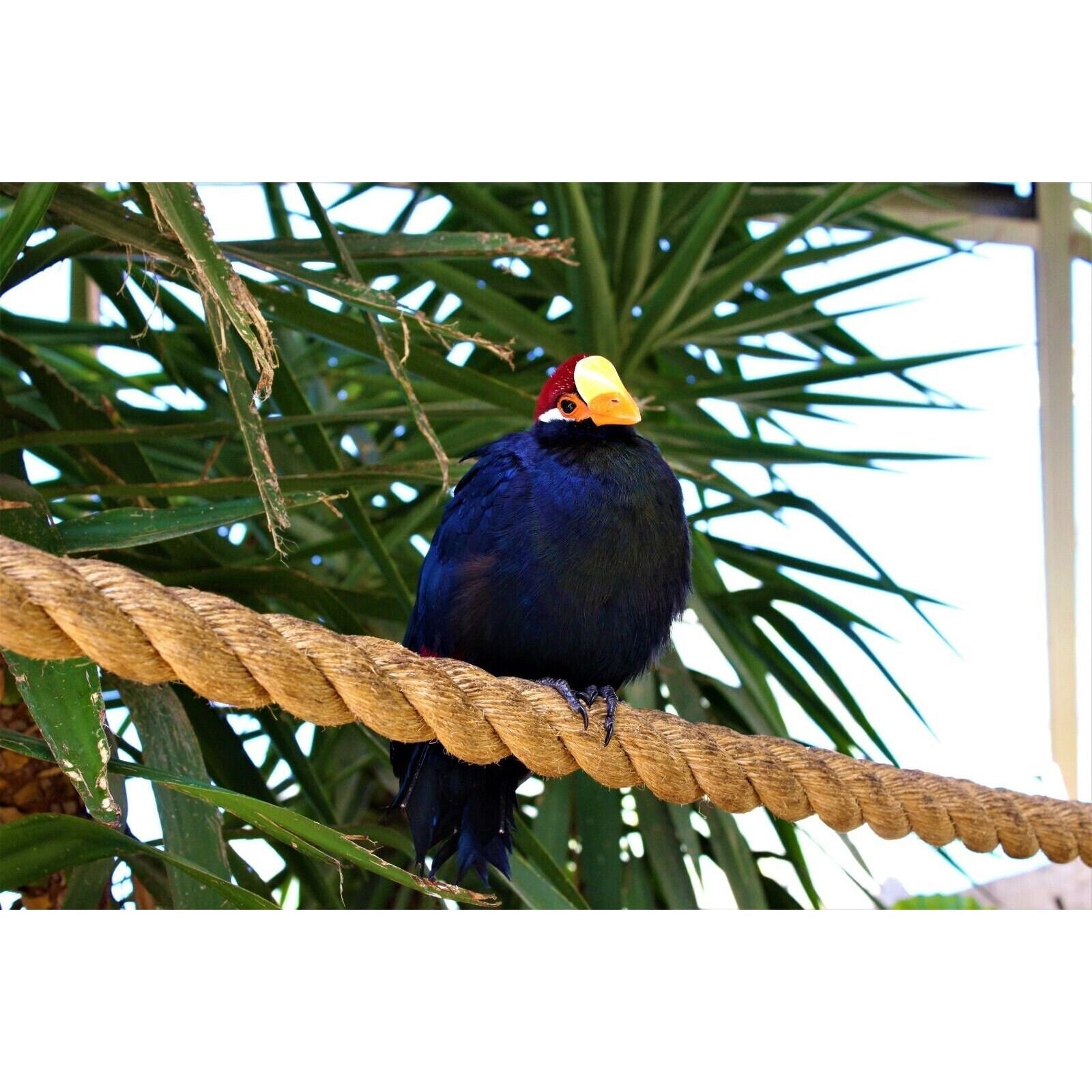 24mm Sisal Rope - Natural Sisal Rope For Crafts, Decking, Cat Posts, Parrots, Rustic Decor Rope